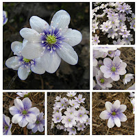 Печёночница благородная (Hepatica nobilis var.nobilis) серия «Полярный Волк» Печёночница благородная Hepatica nobilis var.nobilis купить печёночницу купить махровые печёночницы печёночницы селекция Константиновой Натальи