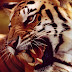 IPKat rage over ECJ language issue