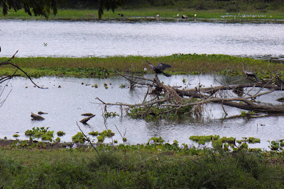 rio canas