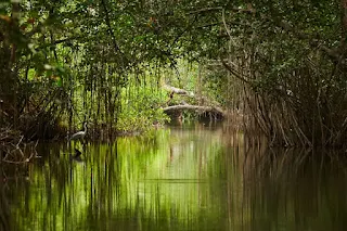 interesting-facts-about-sunderban-forest