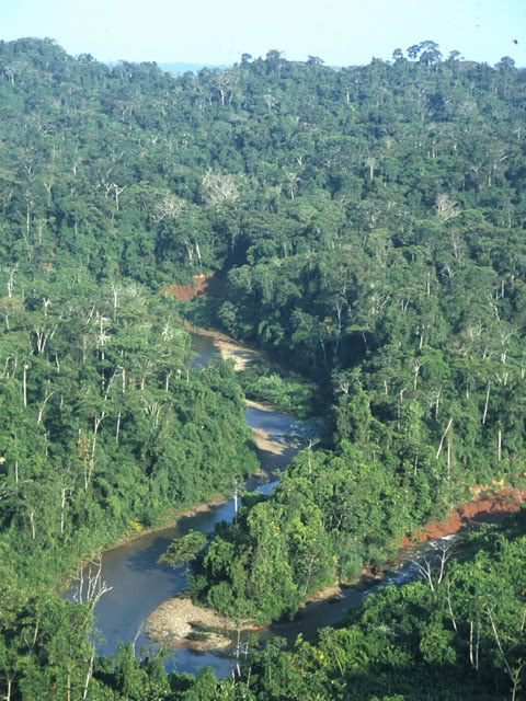 The amazonian virgin forest in Brazil - Peru 
