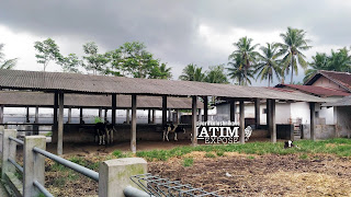 WISATA PETERNAKAN SAPI SUSU FANDA, Kepanjen, Malang