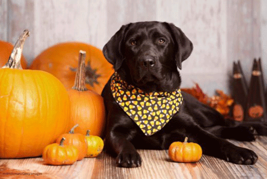 Can Dogs Eat Pumpkins? Is Pumpkins Safe For Dogs?