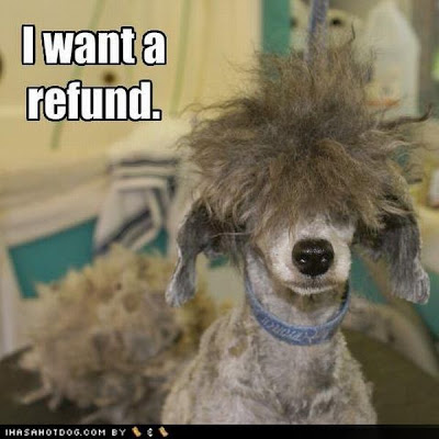 Worst Dog Haircuts Ever