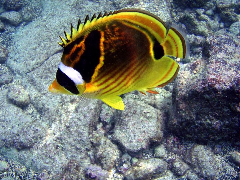 Gambar Ikan Laut Kepe-Kepe