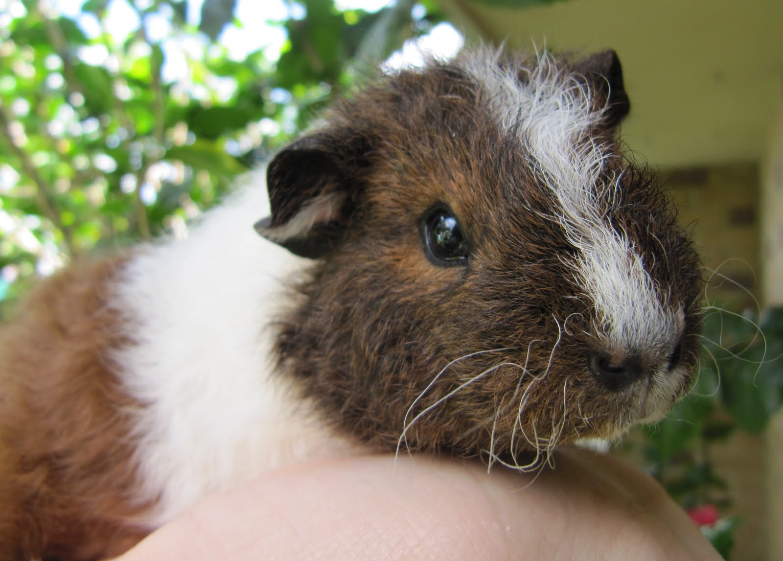 All Things Guinea Pig: Curly Girls