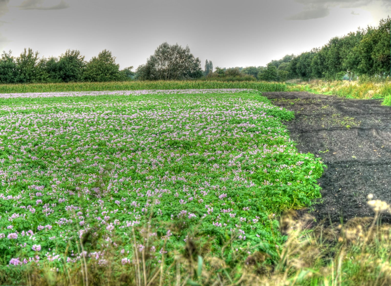 P1170975_3_4_tonemapped.jpg