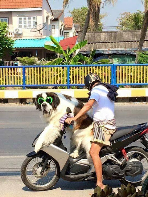 "Boss" ơi mình đi đâu thế?