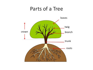 Materi 'Parts of Tree' (Bagian-Bagian Pohon) dan Soal 