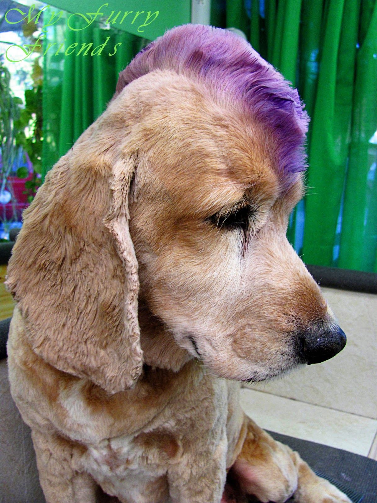 Pet Grooming: The Good, The Bad, & The Furry: SprayChalk??