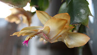 Lavender Blue Christmas Yellow Christmas Cactus : Pin by symaryha wentz on plants | Christmas cactus, Plants ... : It appreciates partial shade and tolerates full shade.