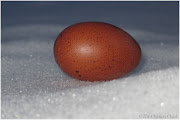 Oh perfect egg. How much promise you hold (egg marans )