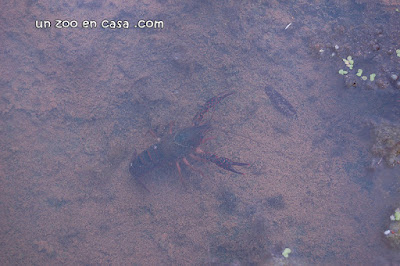 Cangrejo americano (Procambarus clarkii)