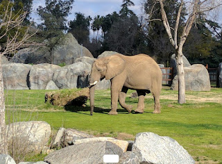 Elephant Fresno Chaffee Zoo