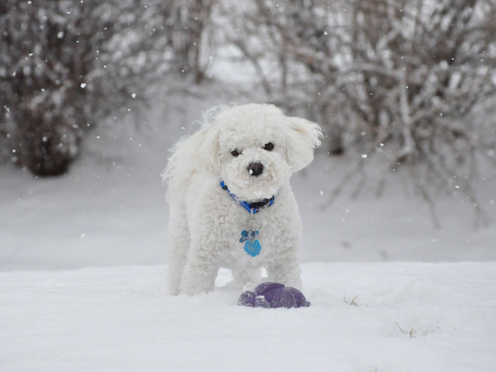 Cute Puppy Dogs: Cute bichon frise puppies