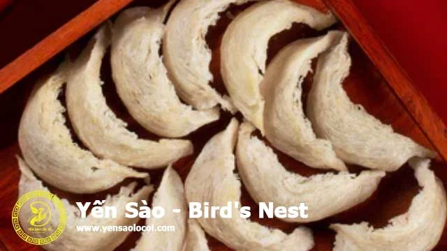 Yến sào - bird's nest