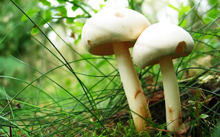 Mushrooms Nature Stock Images