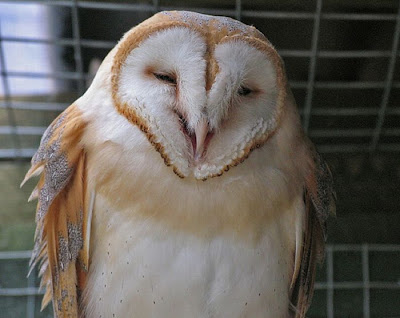 Laughing Owls Seen On www.coolpicturegallery.us