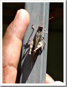 brown grasshopper with red tibia