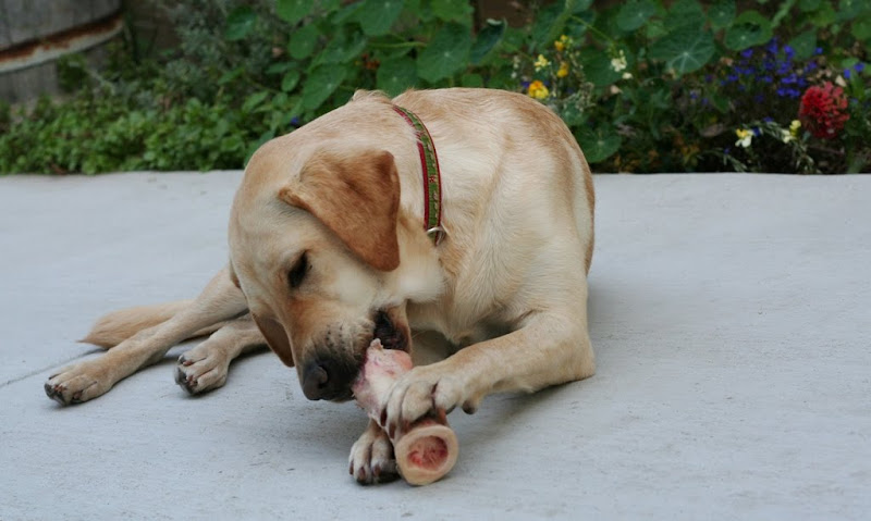 cabana has settled onto the ground with the bone, going to town on it