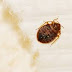 What is the Requirement of Controlling the Bedbugs in Your Houses and Office Premises?