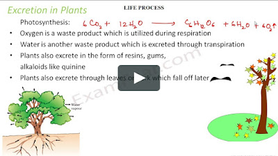 life-process, biology class 10