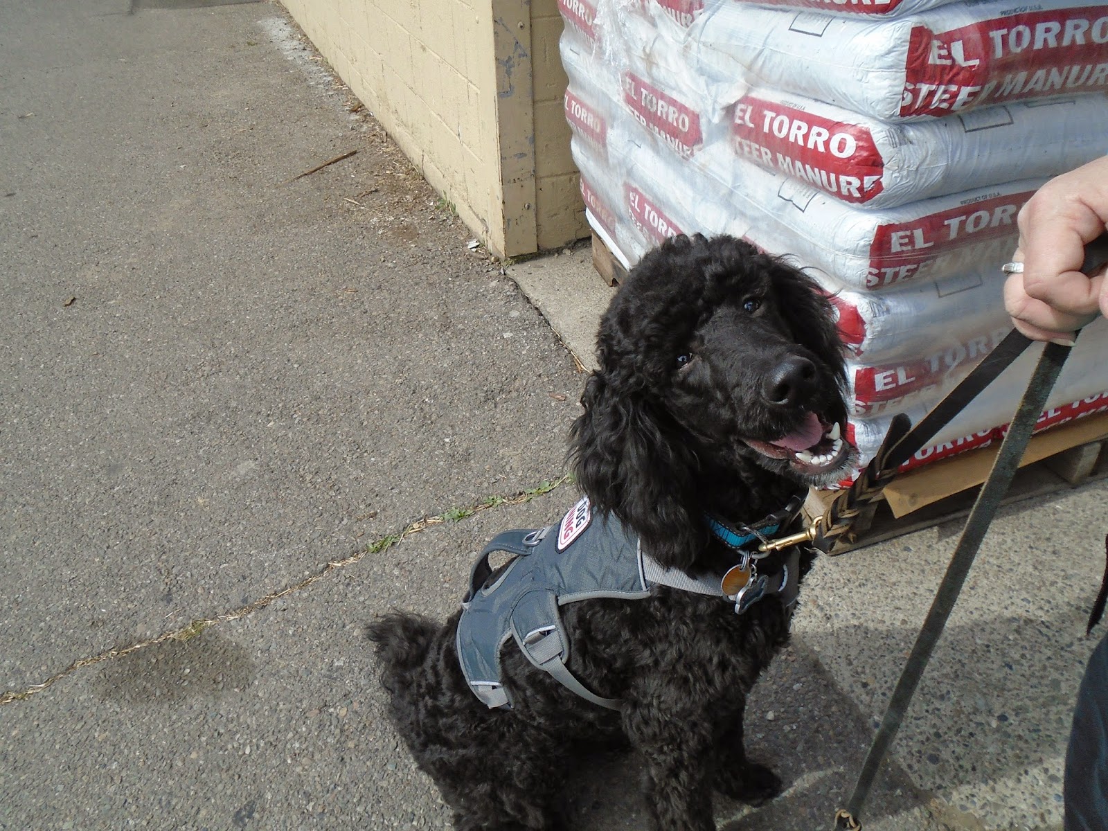 Kenobe - service dog in training