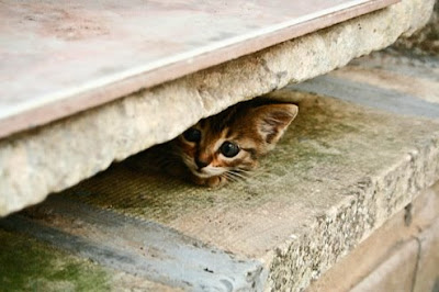 [homeless+kitten.jpg]