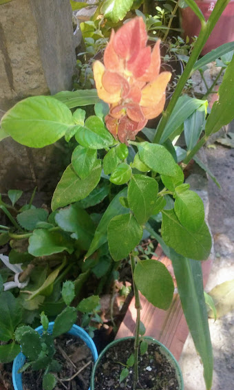 O Camarão vermelho é uma planta perene, que se multiplica por sementes e por estacas de caule.