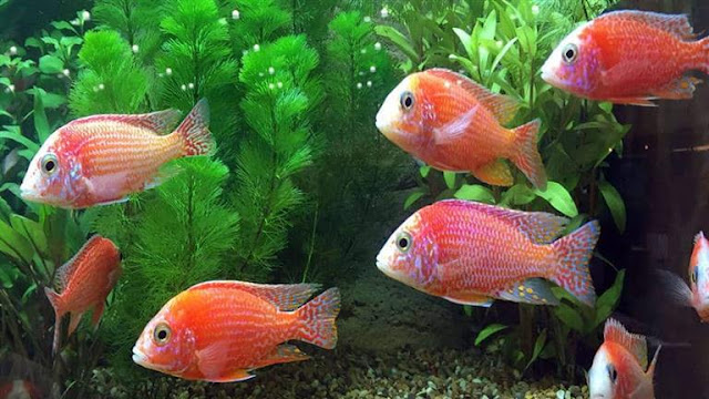 دراسة: 25% من أسماك المياه العذبة تواجه خطر الانقراض