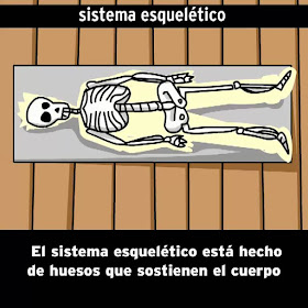 https://esp.brainpop.com/salud/sistemas_del_cuerpo/esqueleto/