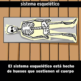 https://esp.brainpop.com/salud/sistemas_del_cuerpo/esqueleto/