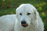 maremma, sheepdog, dog