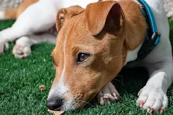 Jack Russel Terrier