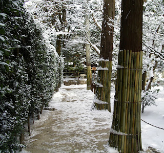 Kışın Japonya'da ağaçlar soğuktan korumak için bambu ile kaplanırlar