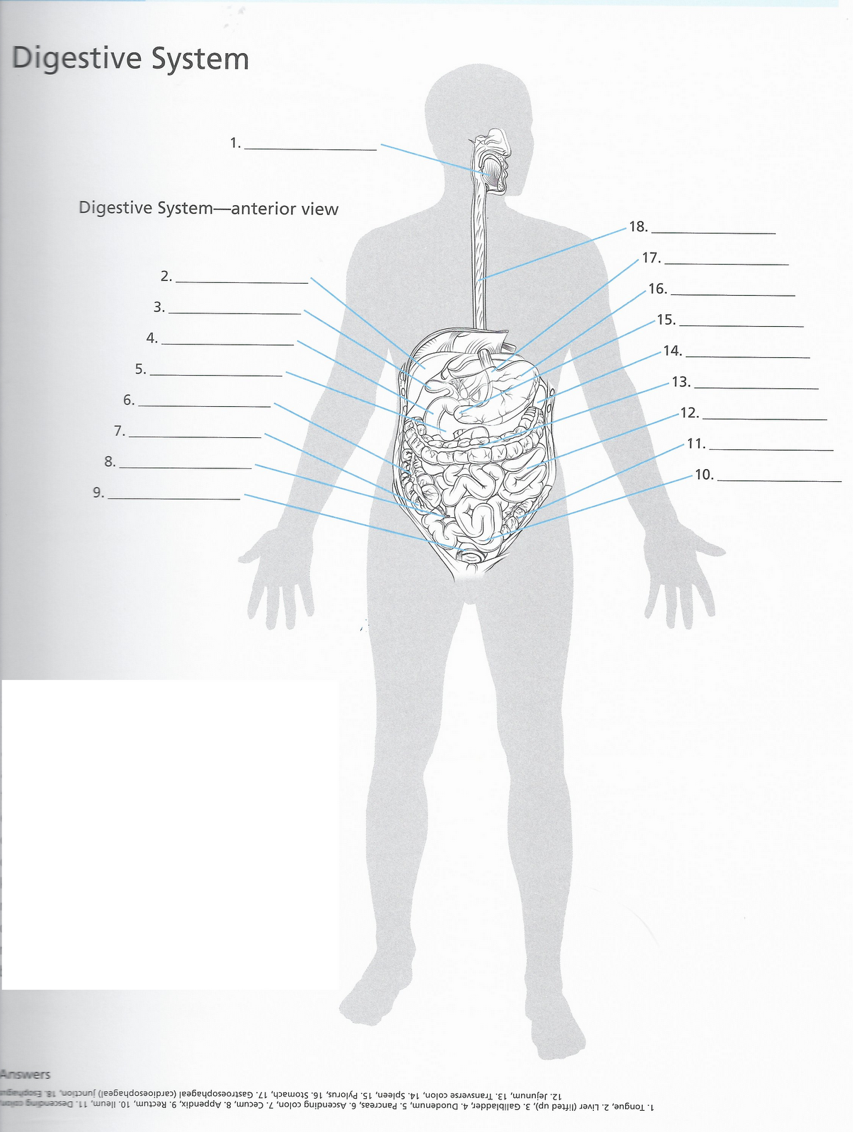 DISEGNI DA COLORARE ANATOMIA E PARTI DEL CORPO UMANO