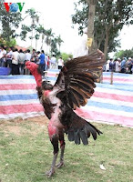 ayam saigon di vietnam