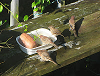 Drinking Water Bird