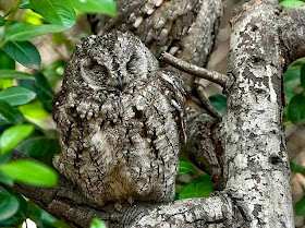 Hantu Burung Hantu 