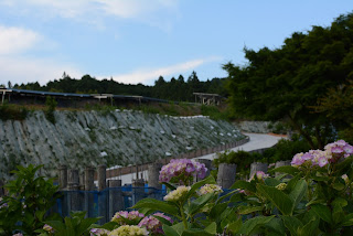 南指原ほたるの里紫陽花