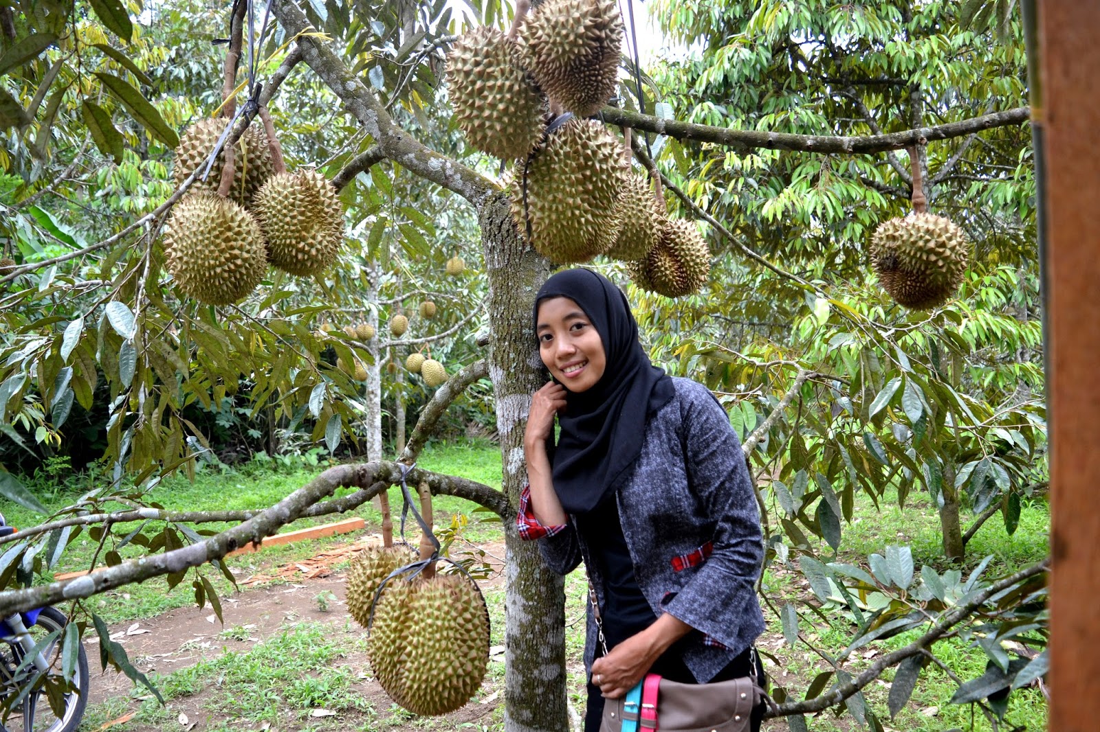 Wisata Kebun Durian Candimulyo: SENTRA KEBUN DURIAN 