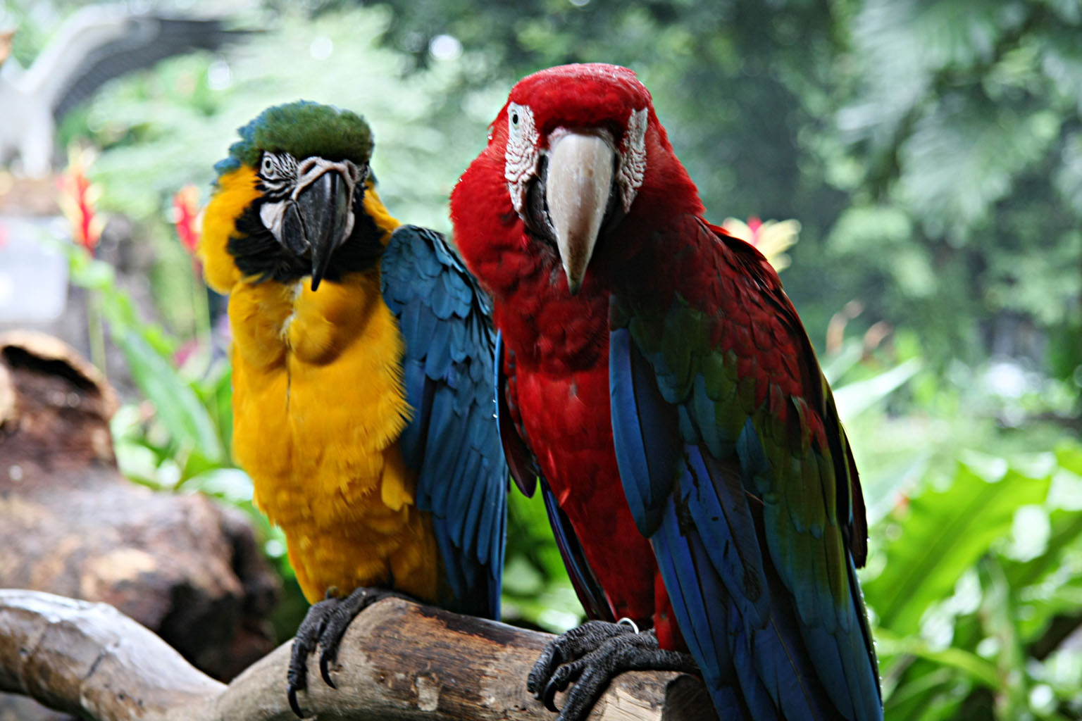 HD WALLPAPER For Pc and Mobile : Colour full Parrot Birds