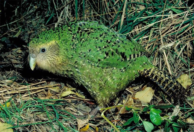 Quase extinto recupera-se o papagaio kakapo da Nova Zelândia