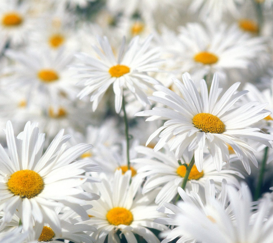 Daisy Flower Wallpaper