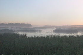 the beauty of a misty morning marsh