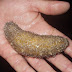 1000 kg of sea cucumber seized in Imphal