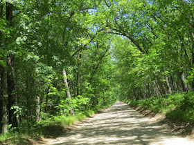 back road with trees