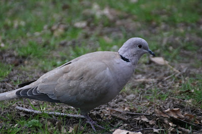 Turkse Tortel - Turkske Toartel - Streptopelia decaocto