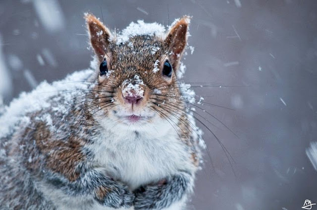Lovely Snowy Squirrel