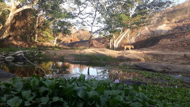 POÇO DA NEGA E CACHOEIRA DO ÍNDIO PASSAM POR LIMPEZA POR TRABALHADORES DA REGIÃO